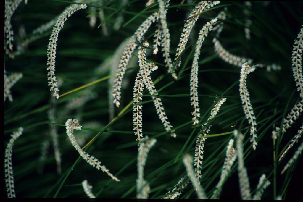 Coelogyne tenella - ACC/AOC