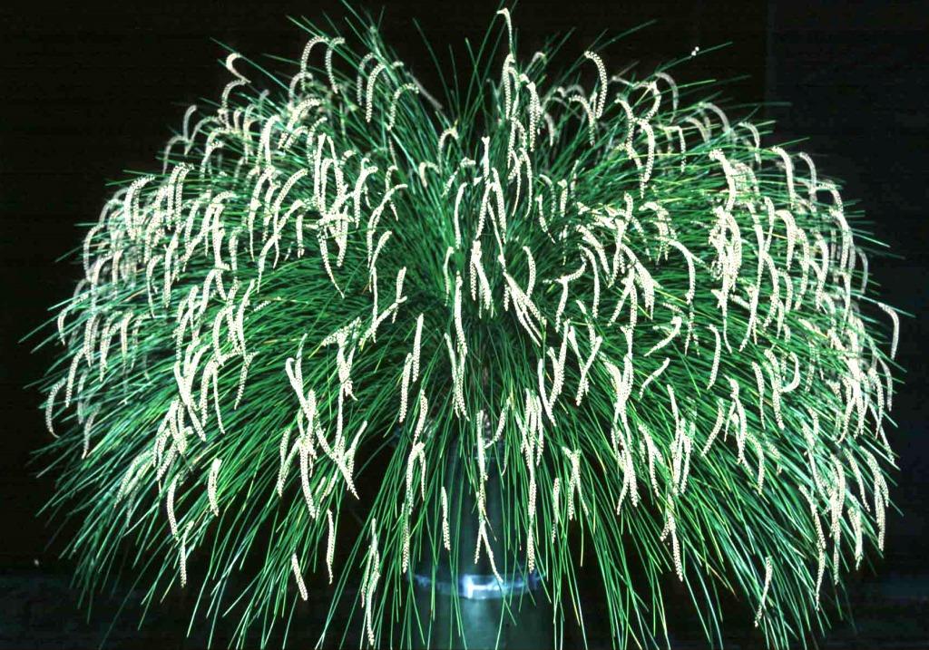 Coelogyne tenella - photo 2