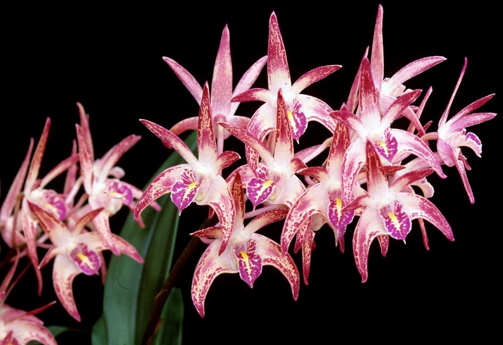 Dendrobium Glitter - photo 2