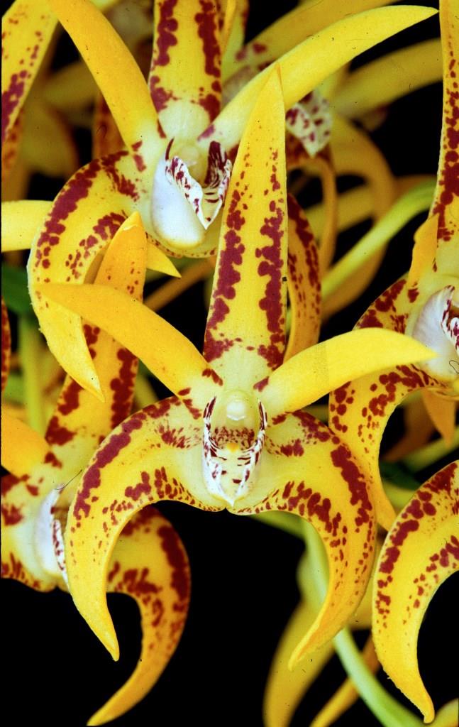 Dendrobium Avril's Gold - HCC/AOC