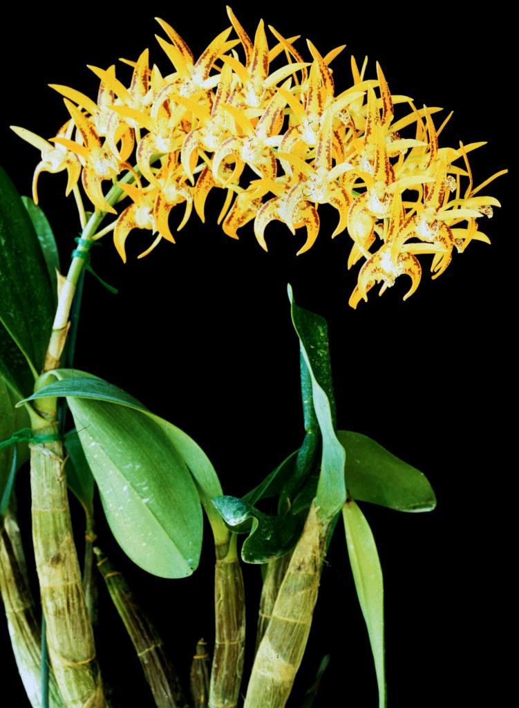 Dendrobium Avril's Gold - photo 2