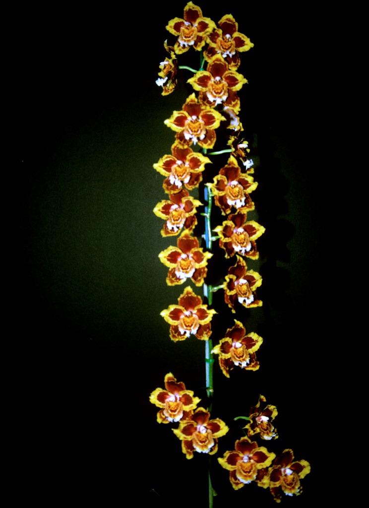 Oncidium Murray River - photo 2