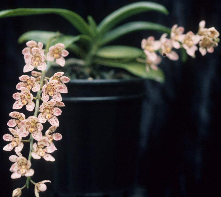 Sarcochilus Weinhart - photo 2