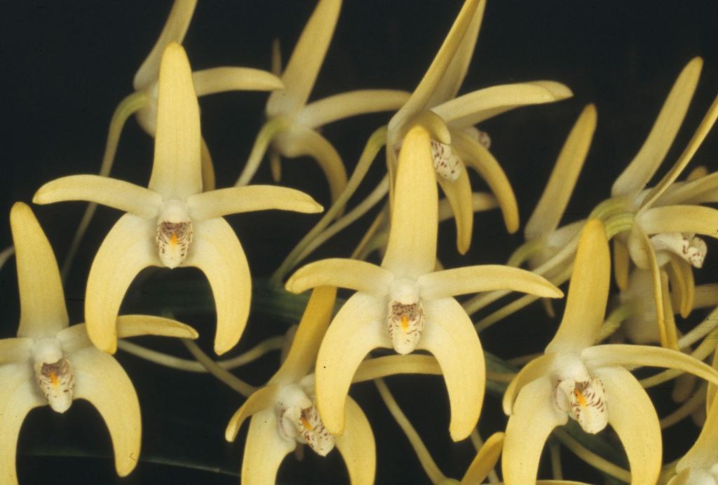 Dendrobium speciosum var. curvicaule