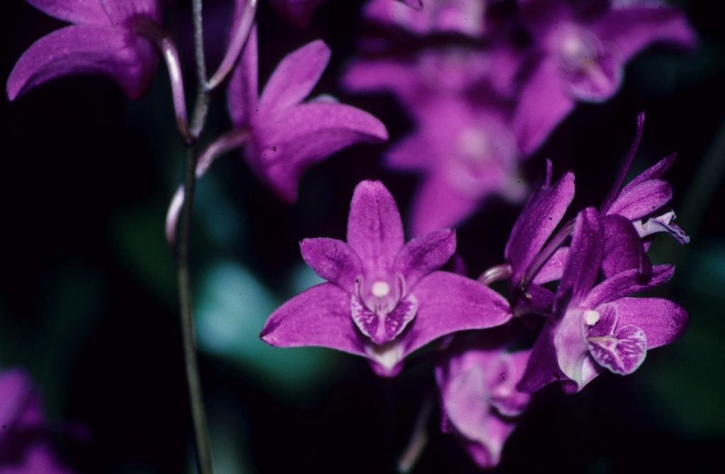 Dendrobium kingianum var. pulcherrimum - HCC/AOC
