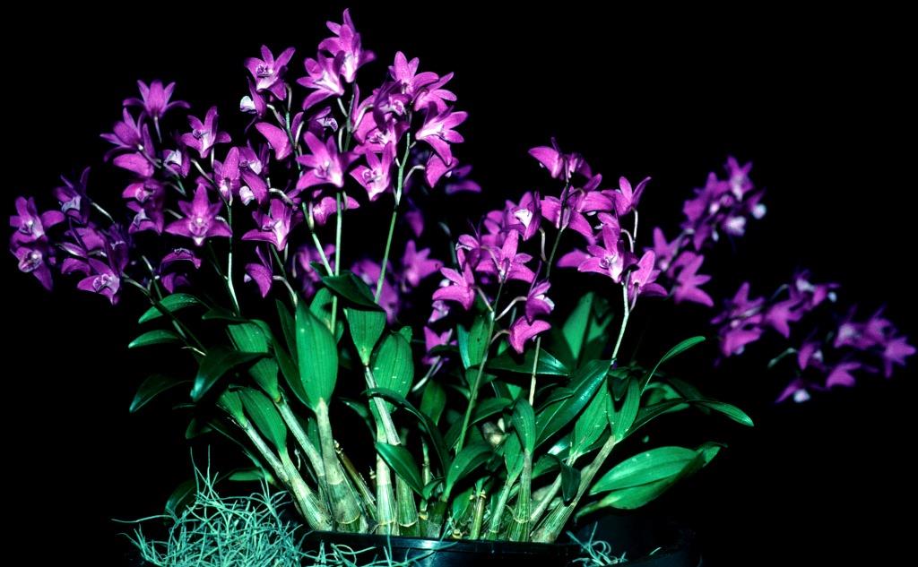 Dendrobium kingianum var. pulcherrimum - AD/AOC