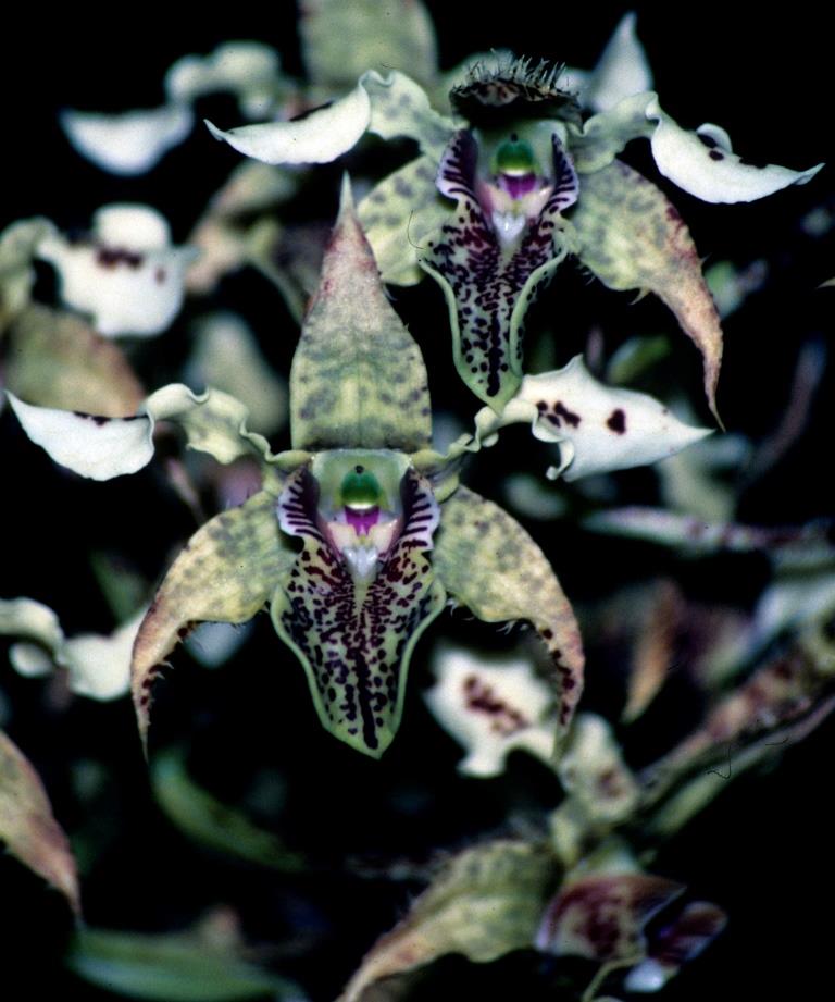 Dendrobium polysema - AM/AOC