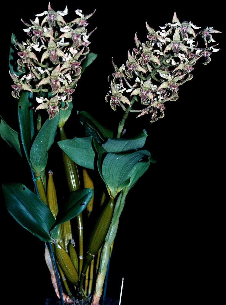 Dendrobium polysema - photo 2