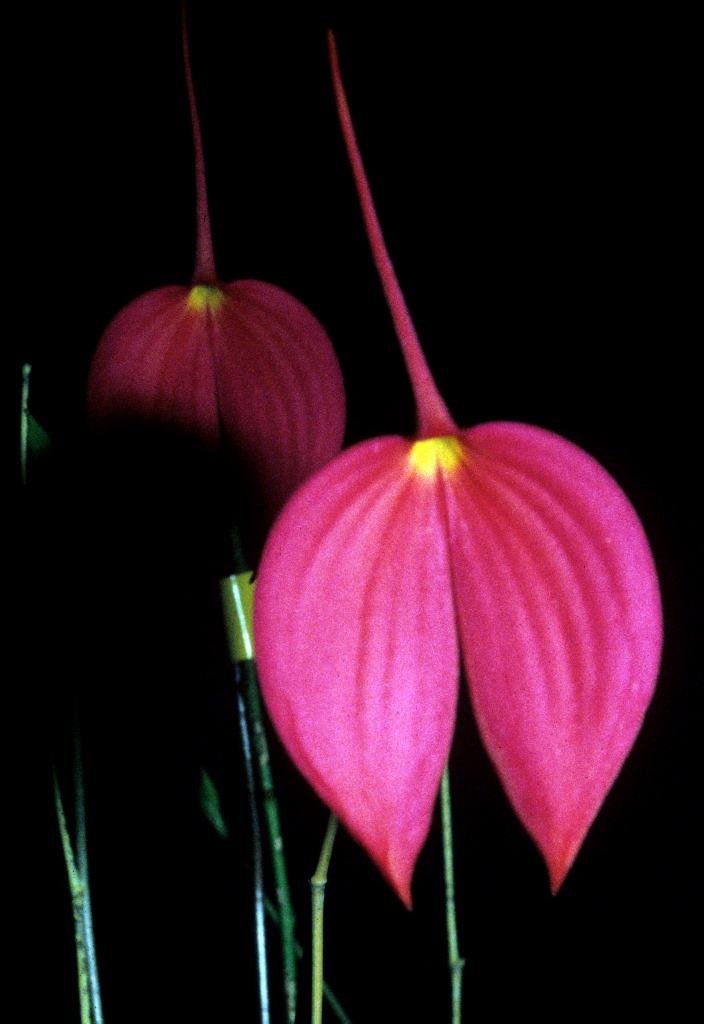 Masdevallia coccinea