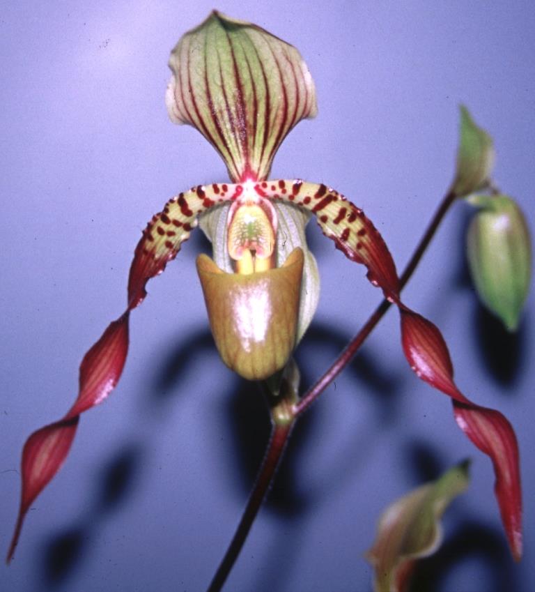 Paphiopedilum Berenice - HCC/AOC