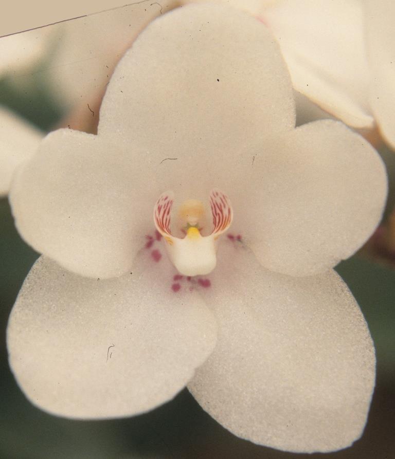 Sarcochilus Melba - HCC/AOC