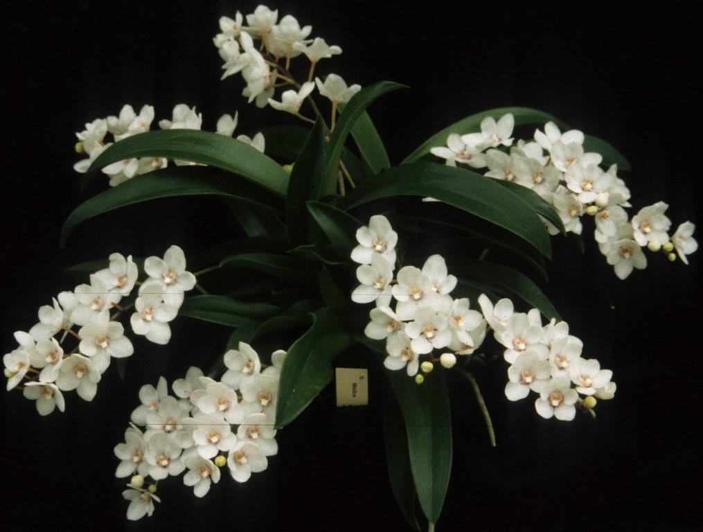 Sarcochilus Melba - photo 2