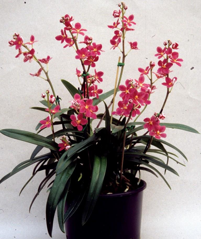 Sarcochilus Yvette - photo 2