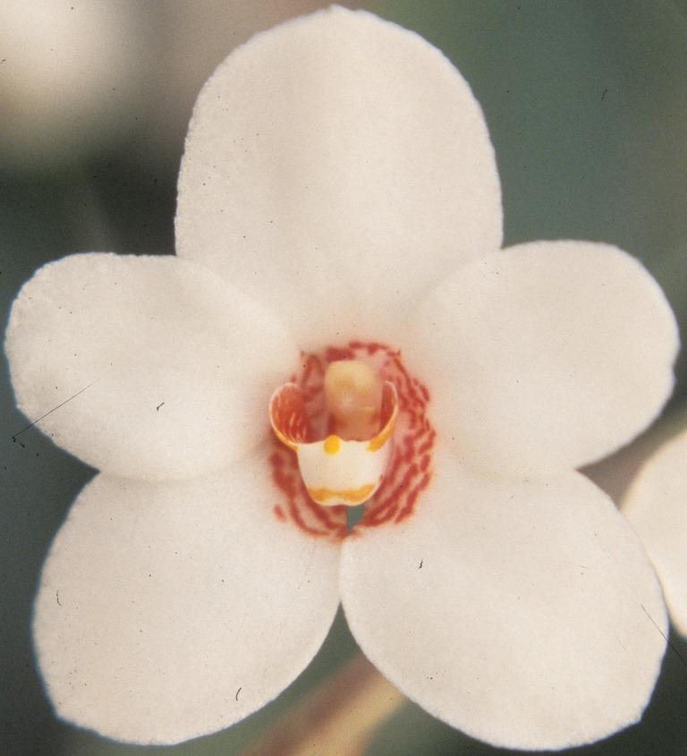 Sarcochilus hartmannii - HCC/AOC
