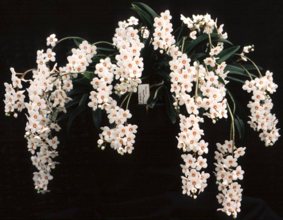 Sarcochilus hartmannii - photo 2