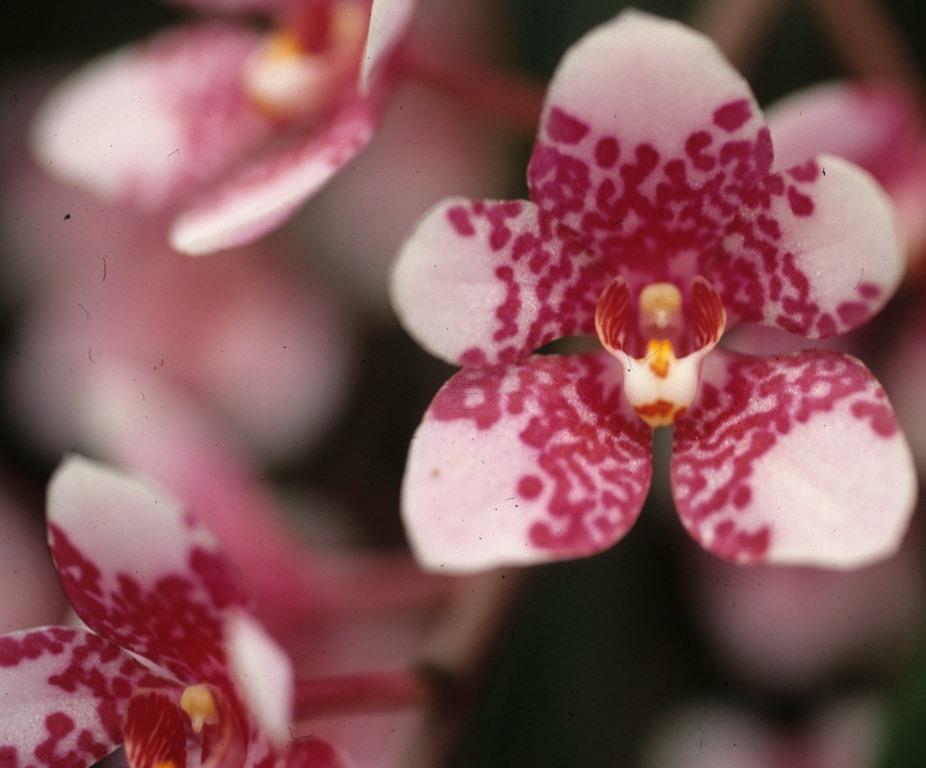Sarcochilus Sherlock