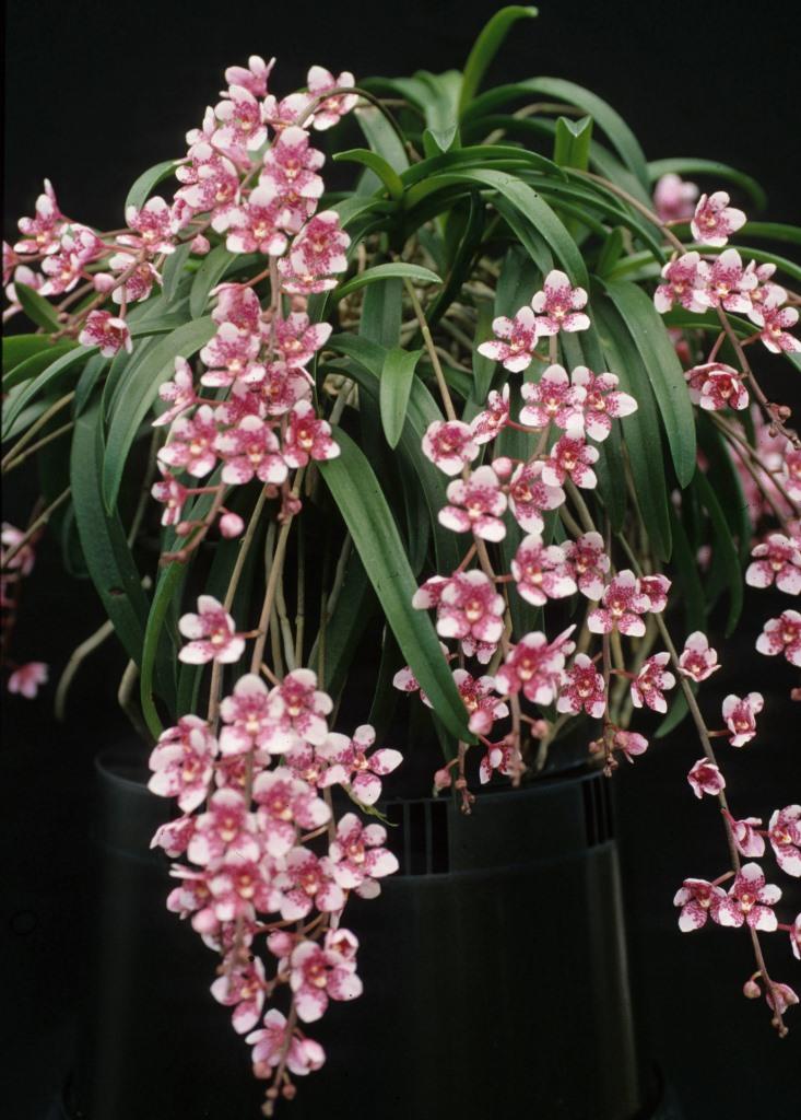 Sarcochilus Sherlock - photo 2