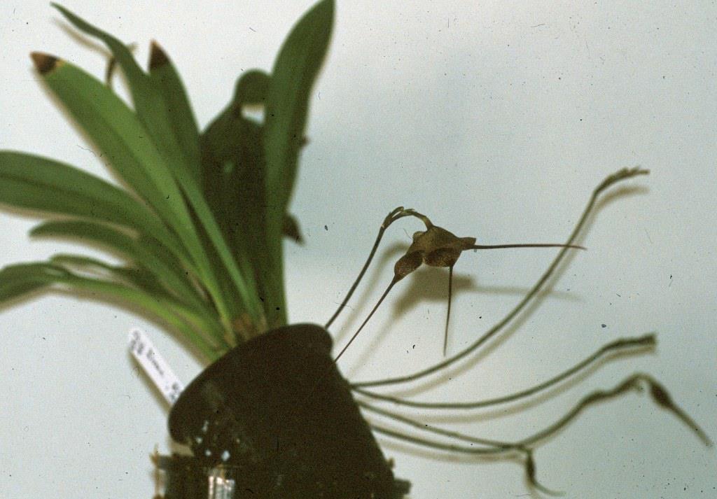 Dracula vampira - photo 2