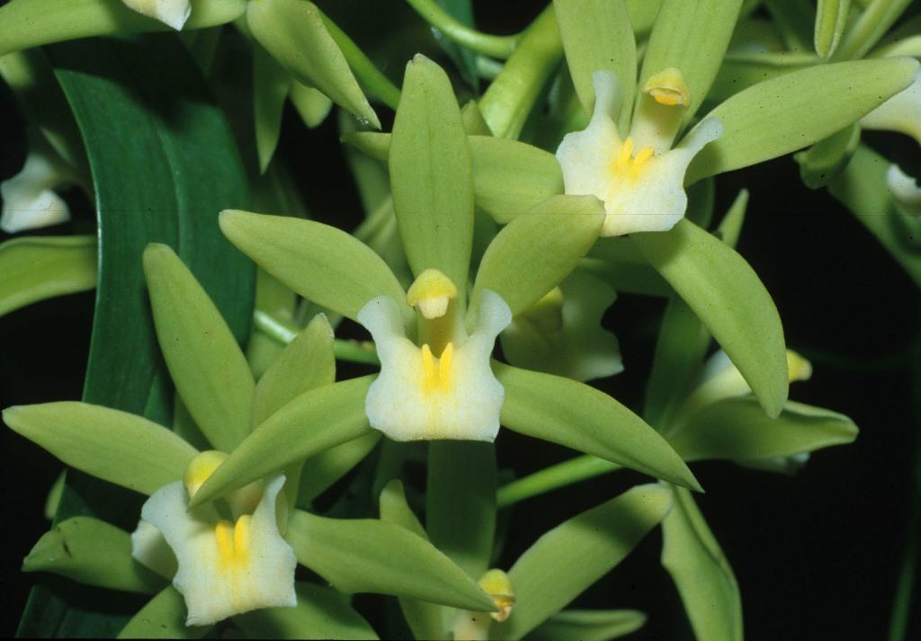 Cymbidium Tommy - photo 2