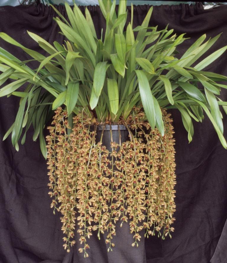 Cymbidium Cricket - ACC/AOC