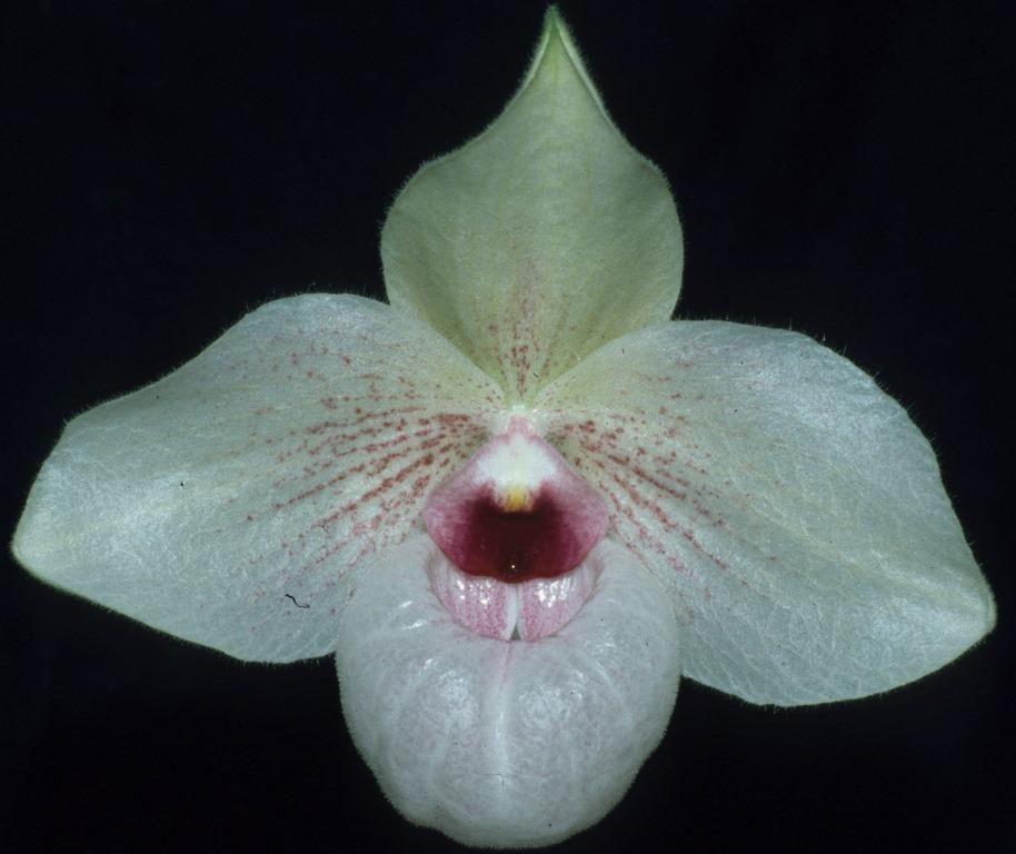Paph Lynleigh Koopowitz