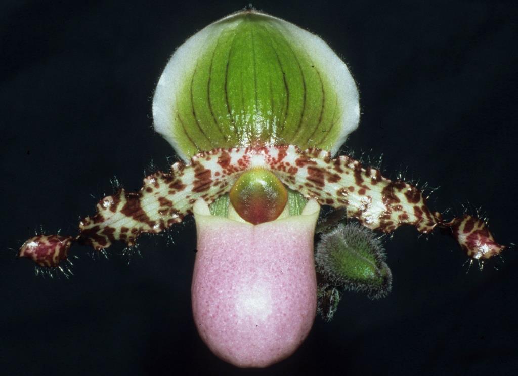 Paphiopedilum glaucophyllum