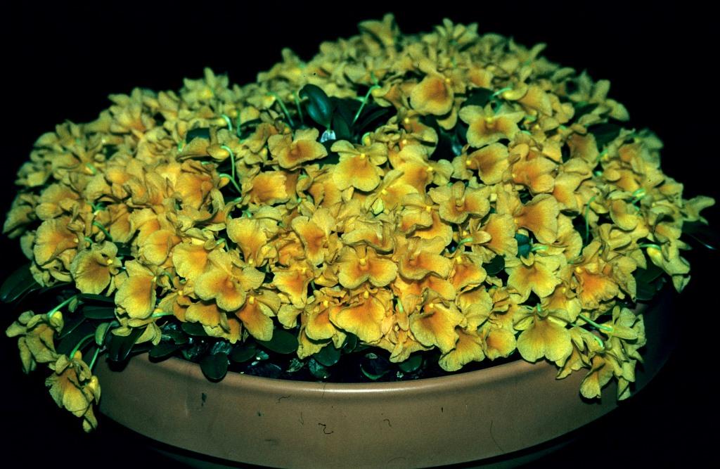 Dendrobium jenkinsii - ACC/AOC