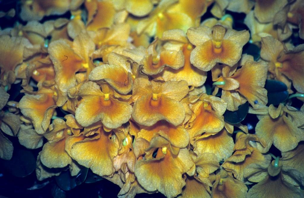 Dendrobium jenkinsii - photo 2