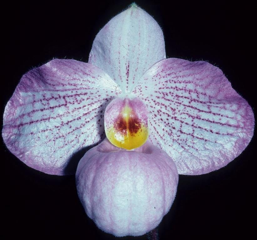 Paphiopedilum Magic Lantern - HCC/AOC