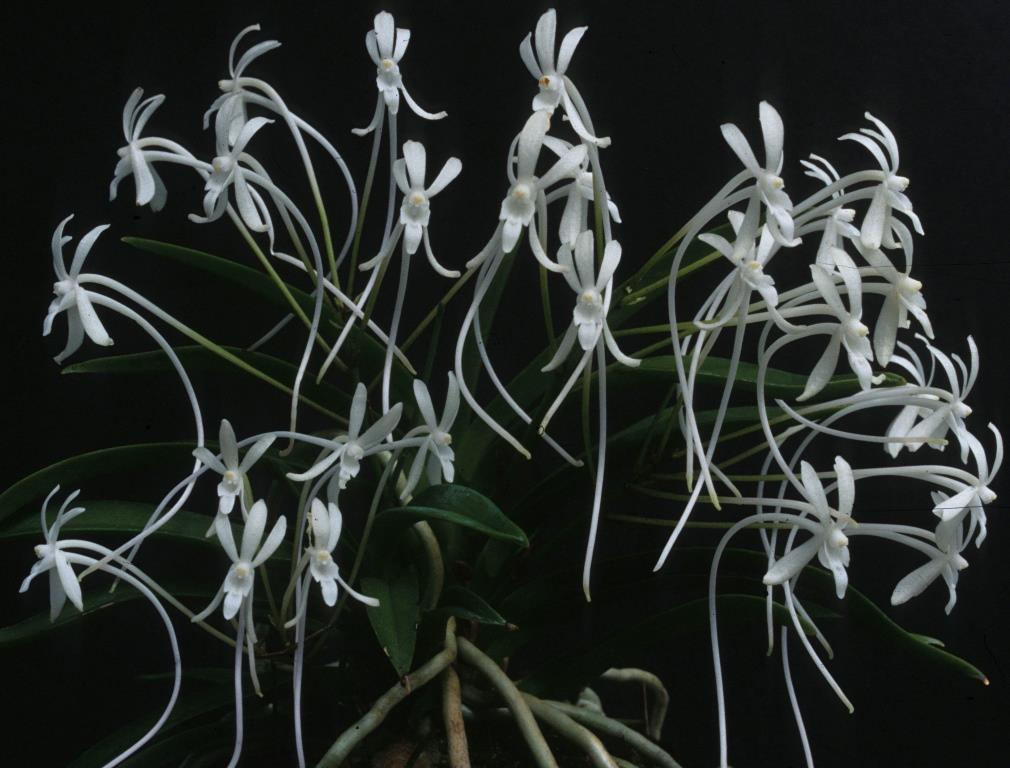 Vanda falcata subsp. richardsiana - HCC/AOC