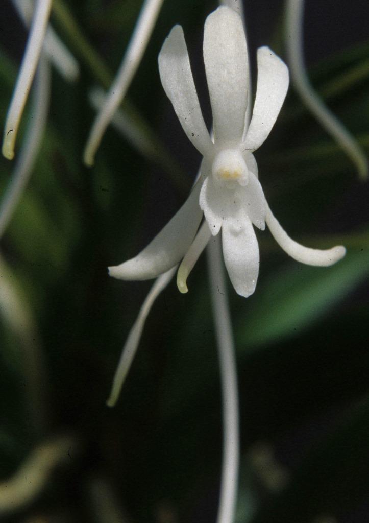 Vanda falcata subsp. richardsiana - ACC/AOC