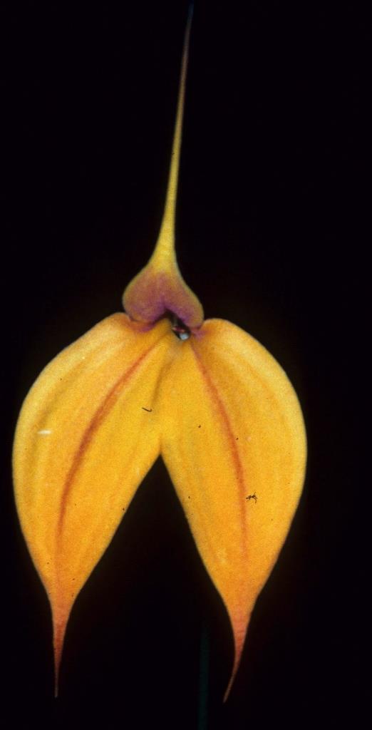 Masdevallia Falcata - HCC/AOC