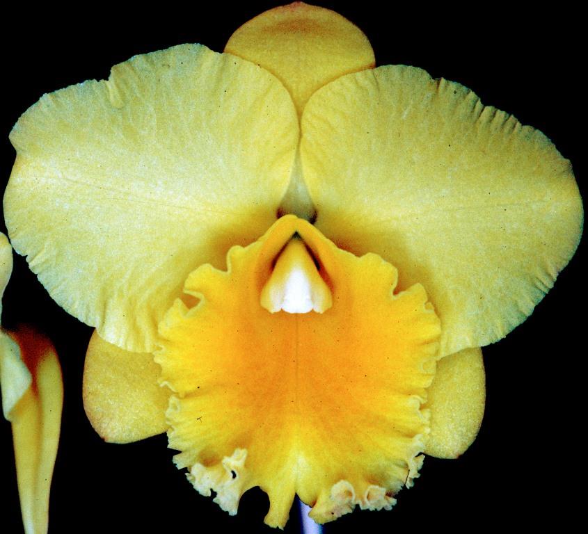 Rhyncholaeliocattleya Lisa Taylor Gallis - AM/AOC