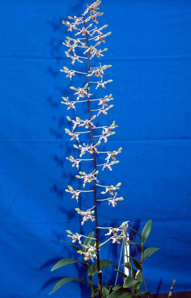 Dendrobium Joh Lin - photo 2