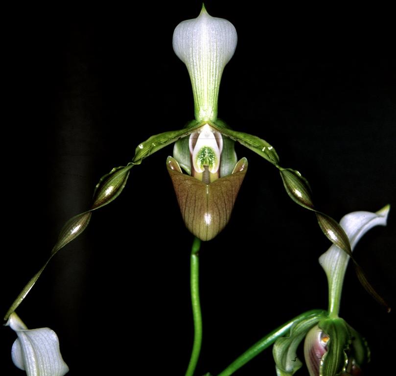 Paphiopedilum dianthum