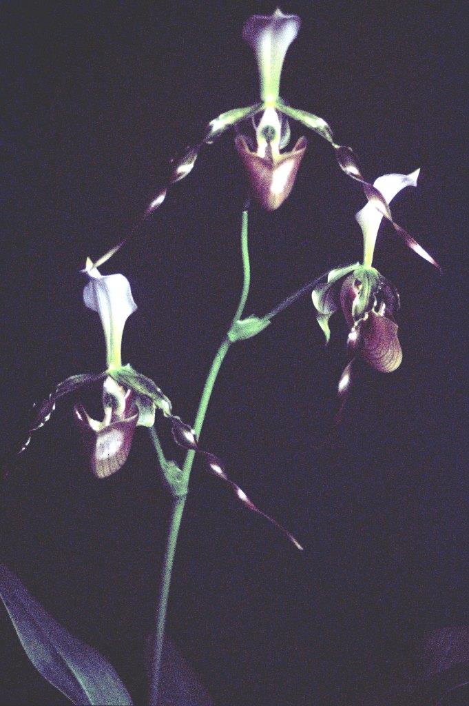 Paphiopedilum dianthum - photo 2