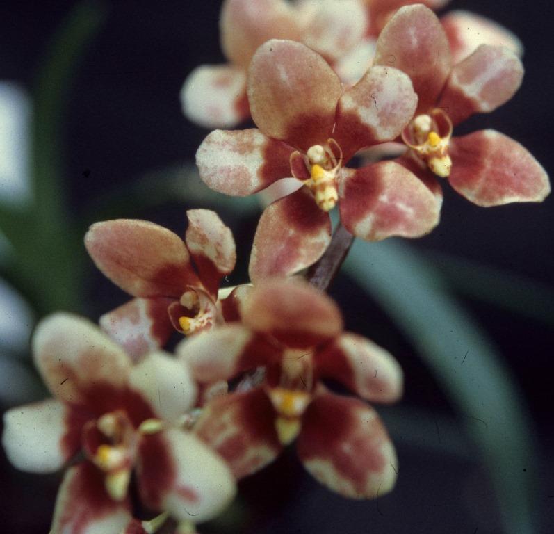 Sarco Duno Nickys Twin