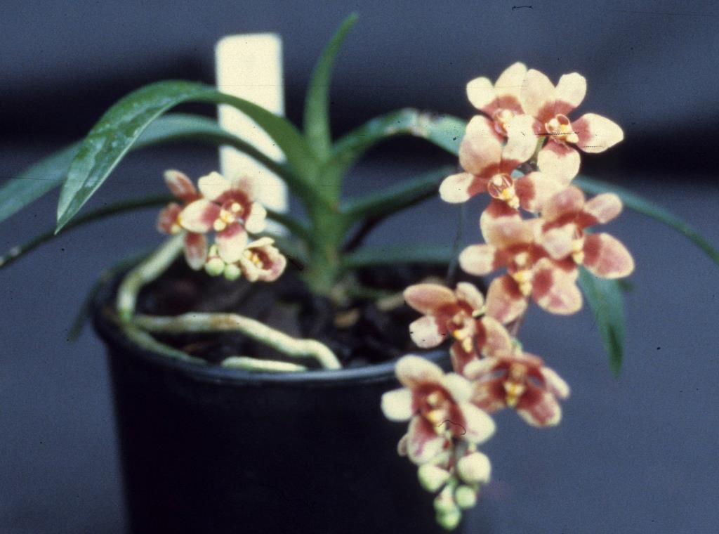 Sarcochilus Duno Nicky's Twin - photo 2