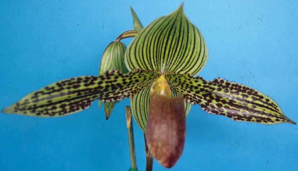 Paphiopedilum Iantha Stage