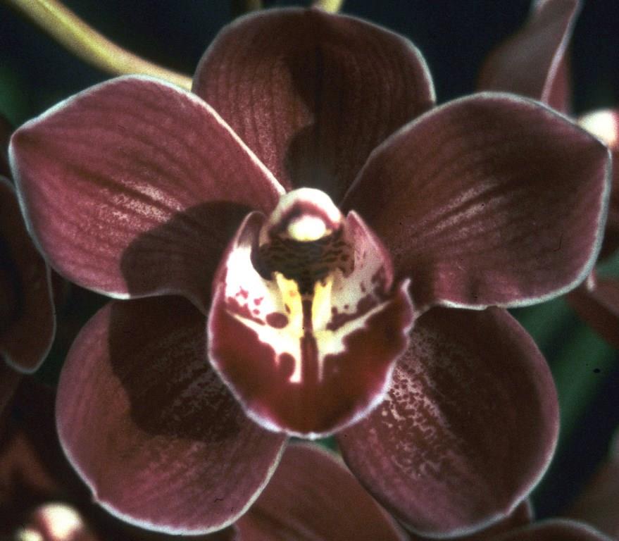 Cymbidium Red Nelly - HCC/AOC