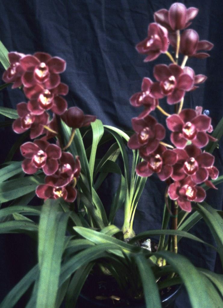 Cymbidium Red Nelly - photo 2