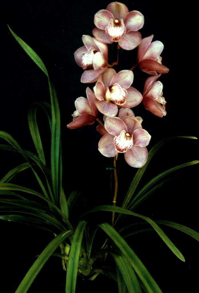 Cymbidium Hypno Beauty - photo 2