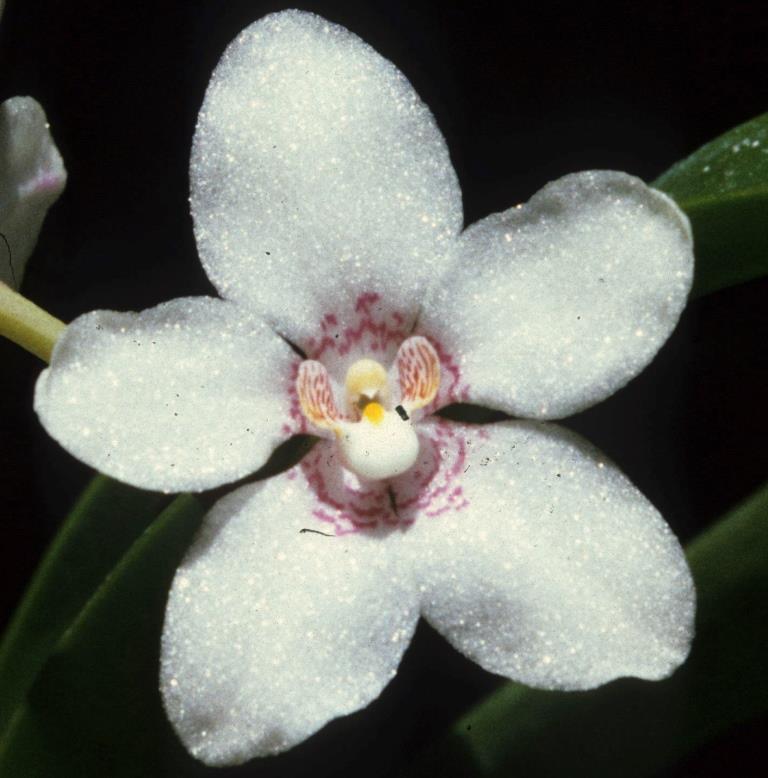 Sarcochilus Melba - HCC/AOC