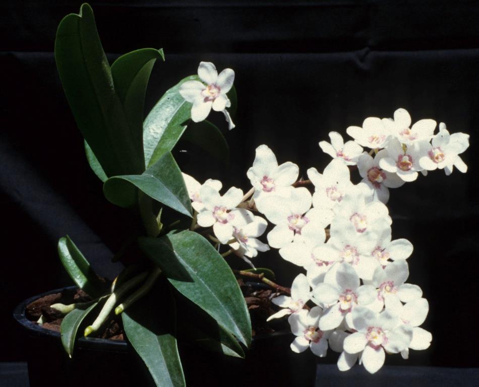 Sarcochilus Melba - photo 2