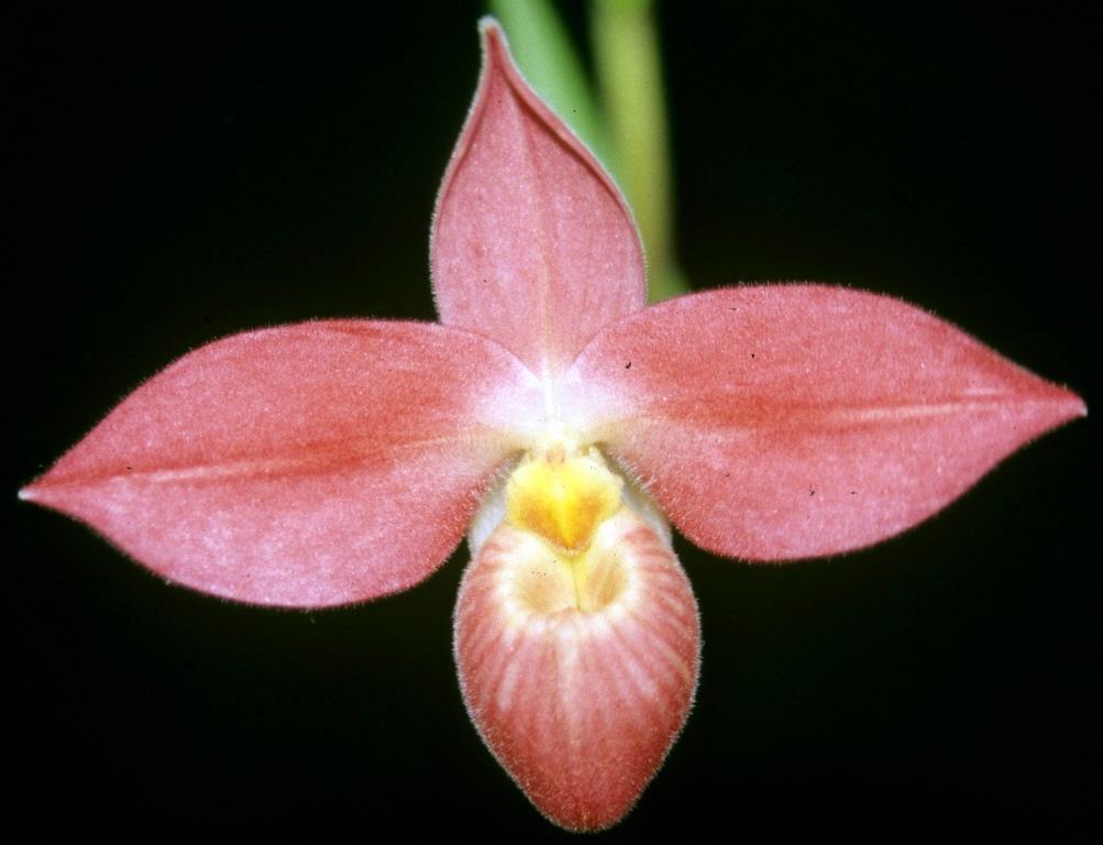 Phragmipedium Saint Ouen - HCC/AOC