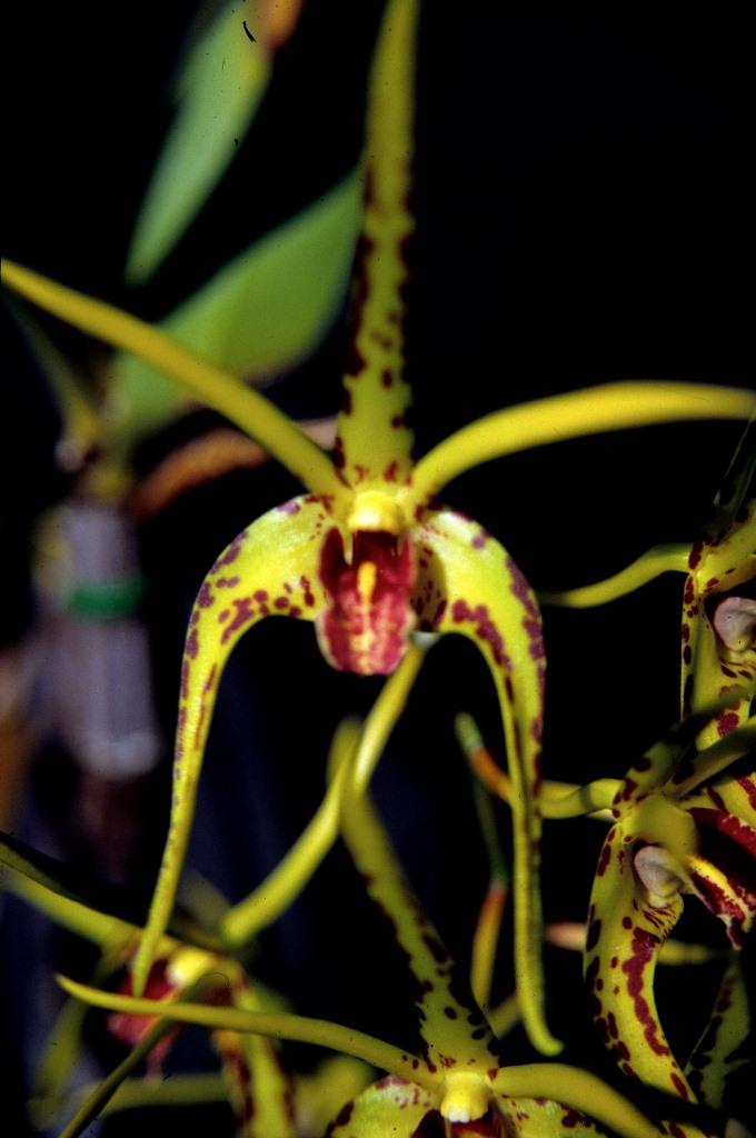 Dendrobium Hilda Poxon - HCC/AOC