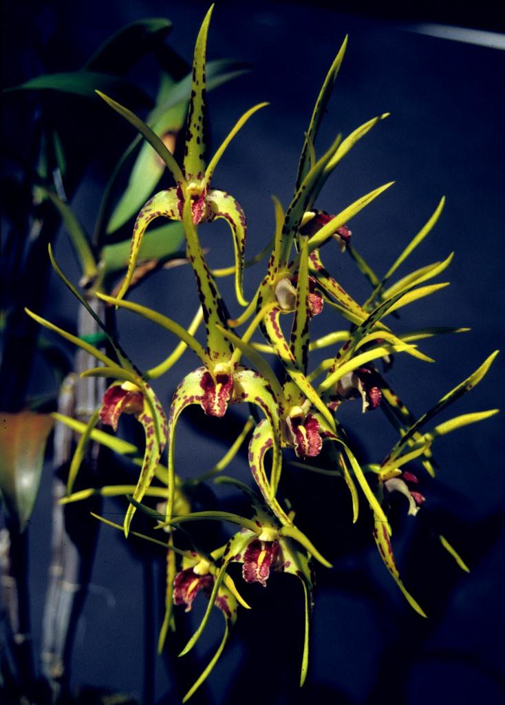 Dendrobium Hilda Poxon - photo 2