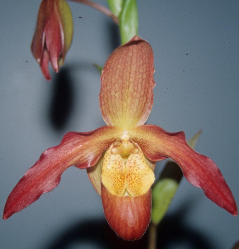 Phragmipedium Living Fire - HCC/AOC