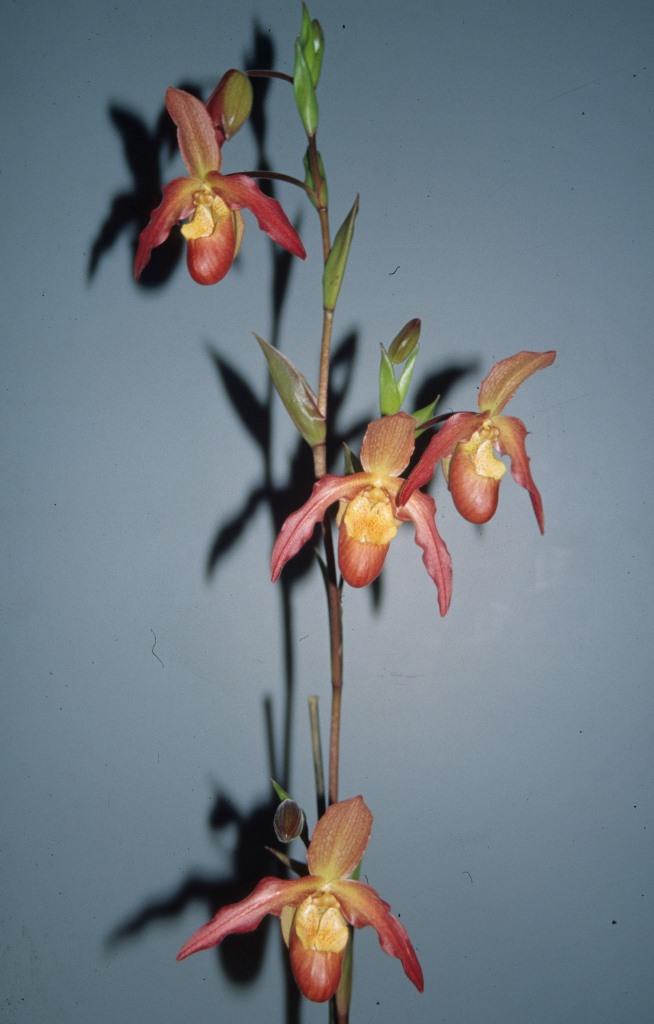 Phragmipedium Living Fire - photo 2