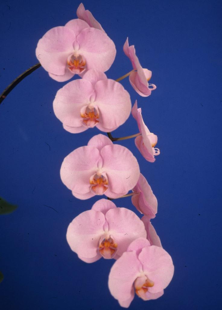 Phalaenopsis Sunlands Cloud Pink 'Q'lander' - photo 2